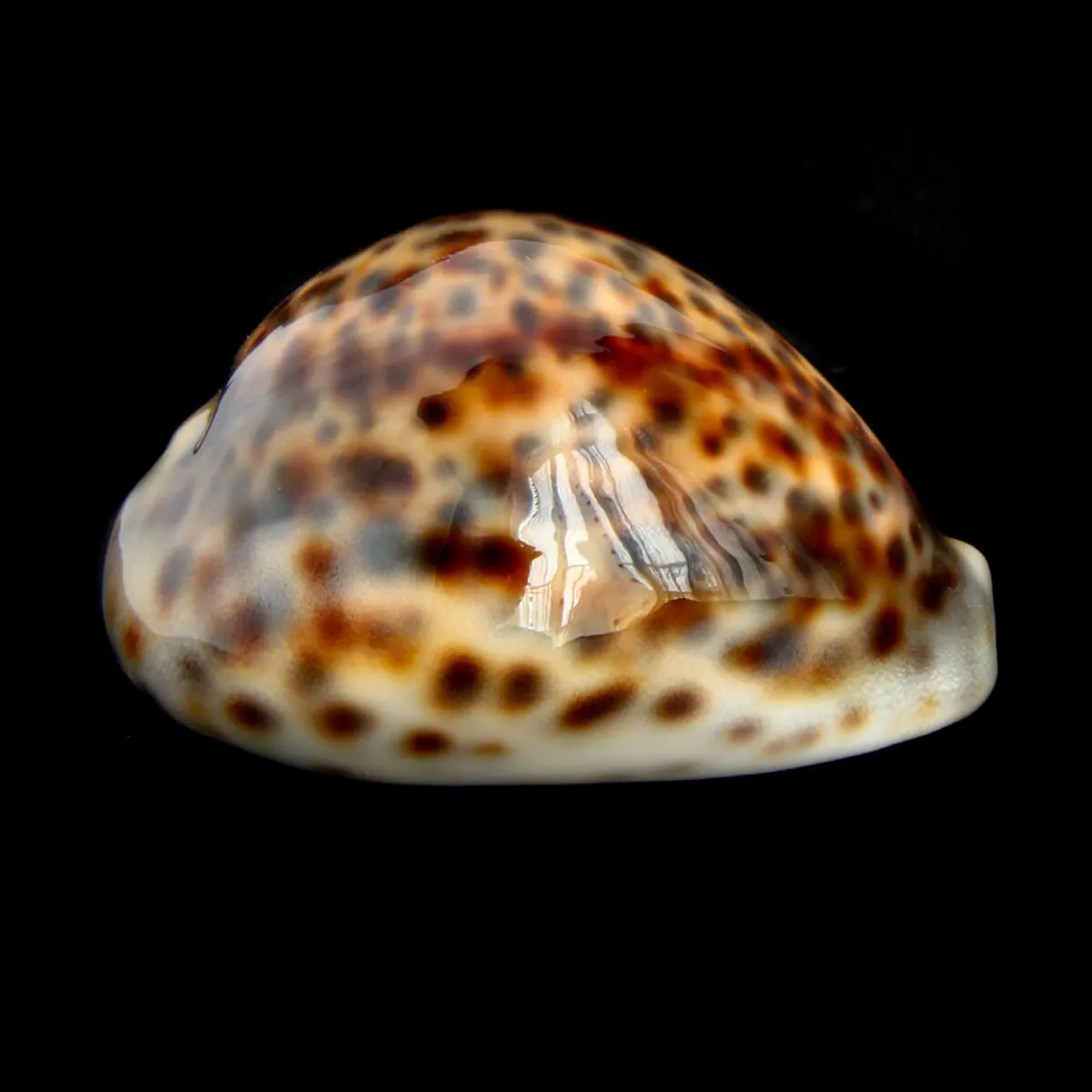 Cypraea Tigris 