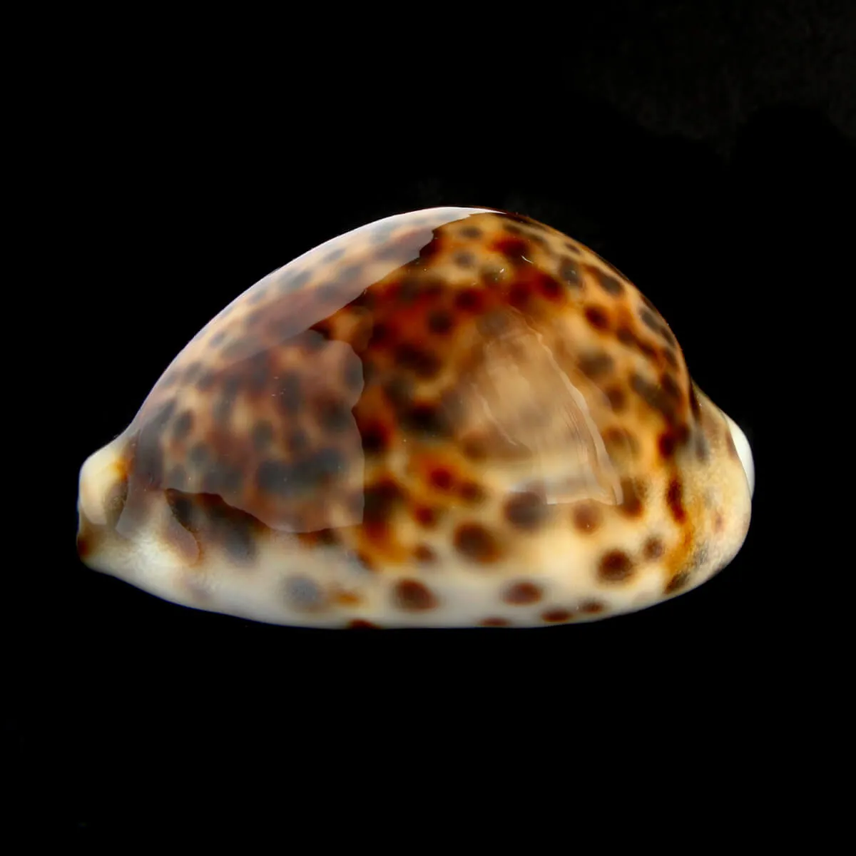 Cypraea Tigris 