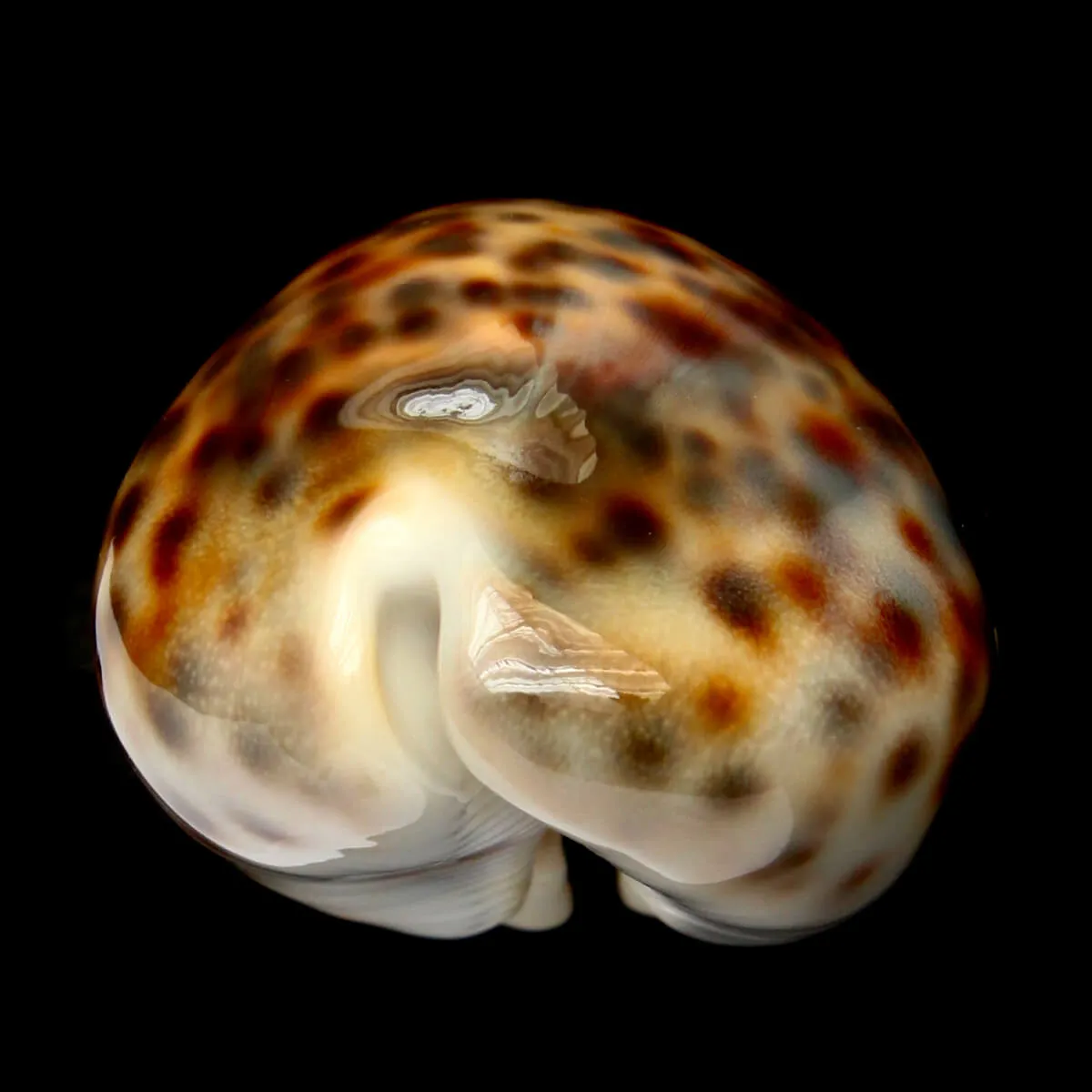 Cypraea Tigris 