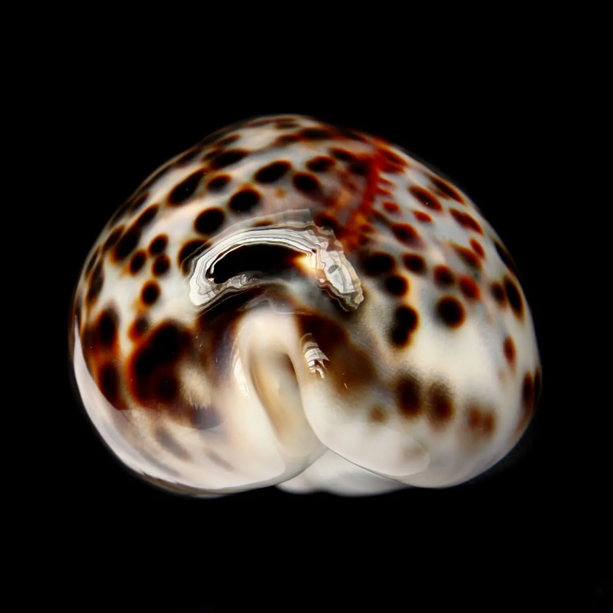 Cypraea Tigris 