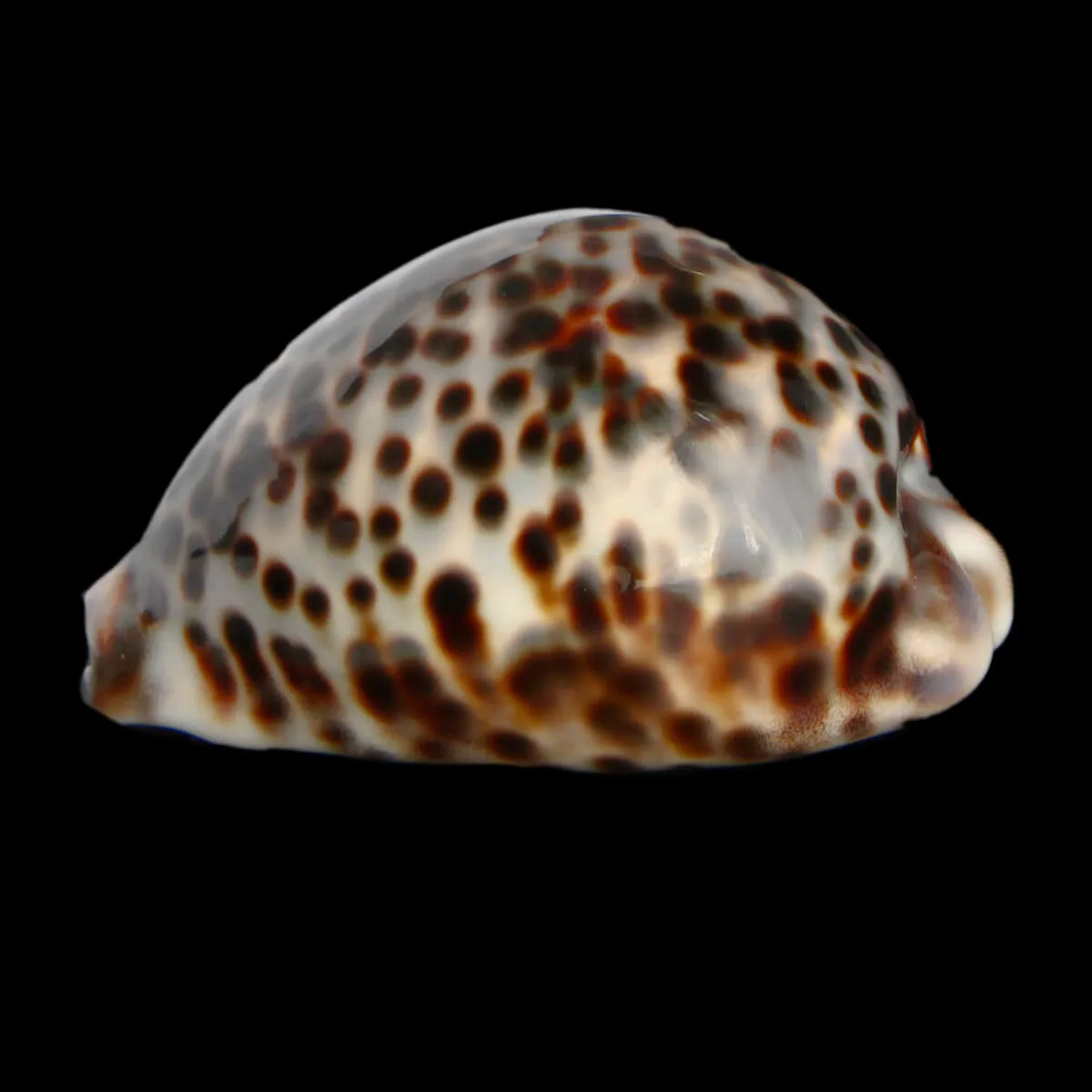 Cypraea Tigris 