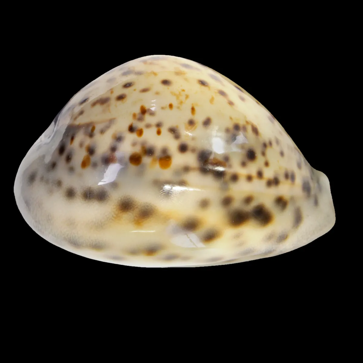 Cypraea Tigris