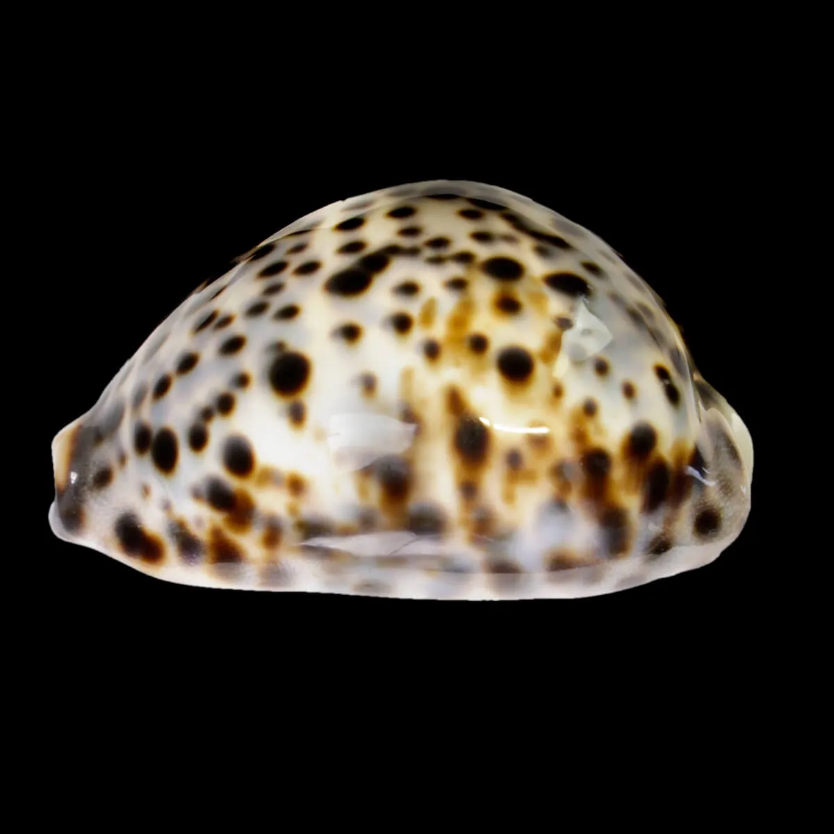 Cypraea Tigris