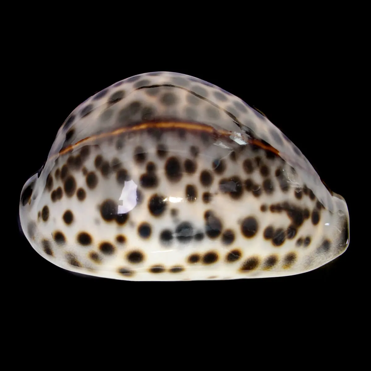 Cypraea Tigris