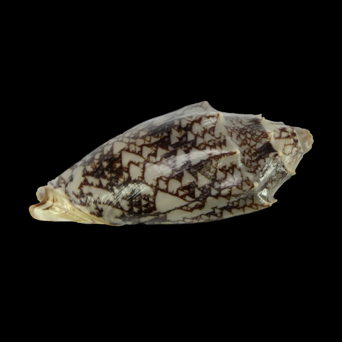 Cymbiola Vespertilio