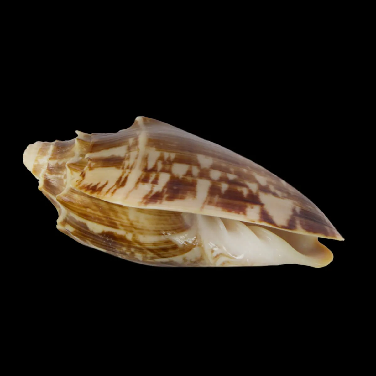 Cymbiola Vespertilio