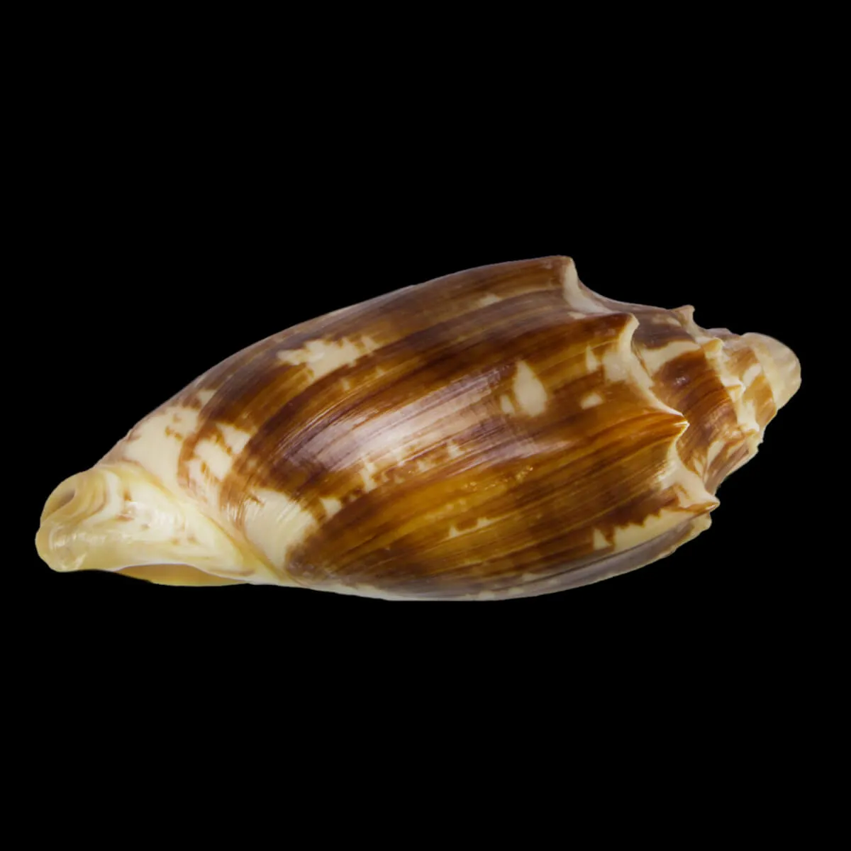 Cymbiola Vespertilio