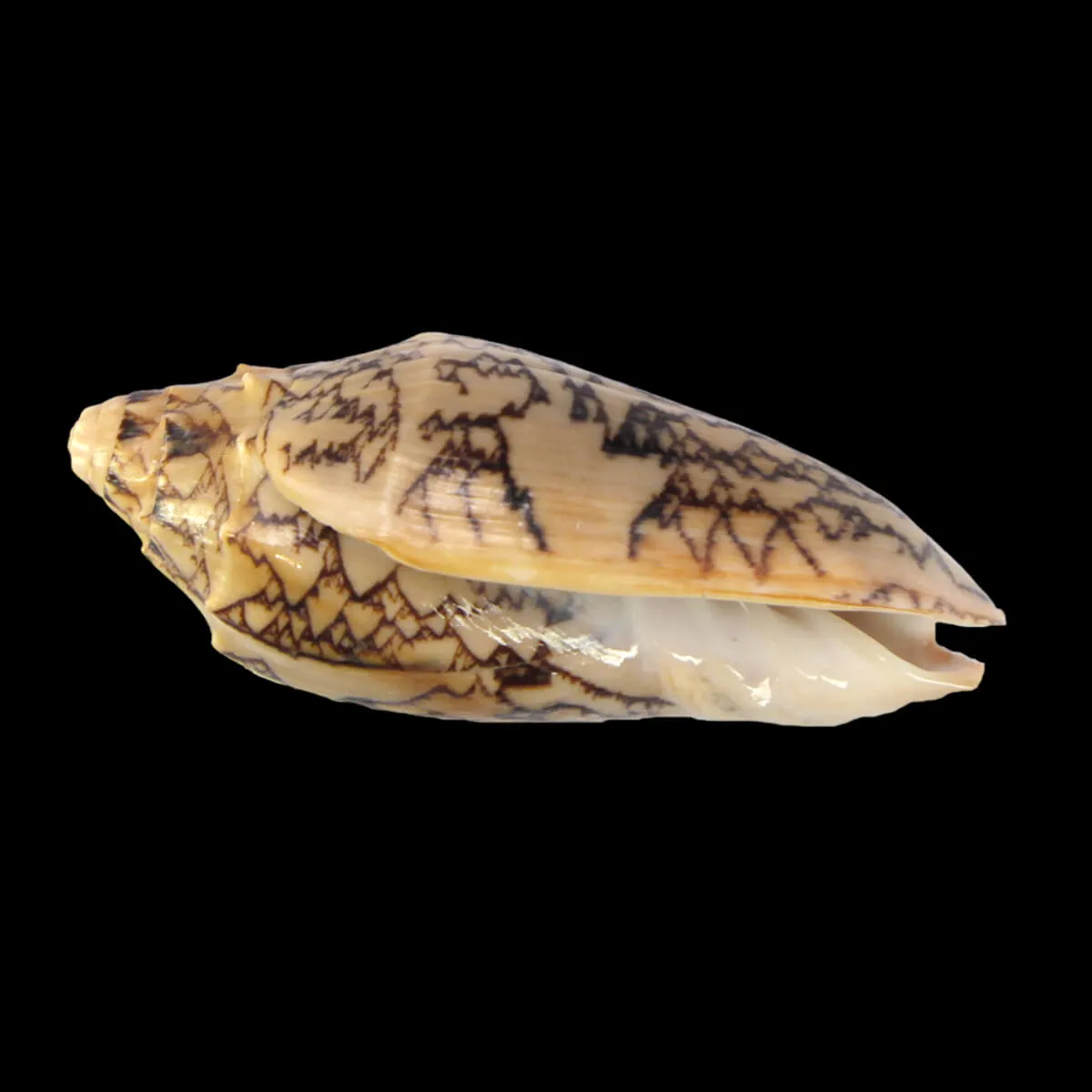 Cymbiola Vespertilio