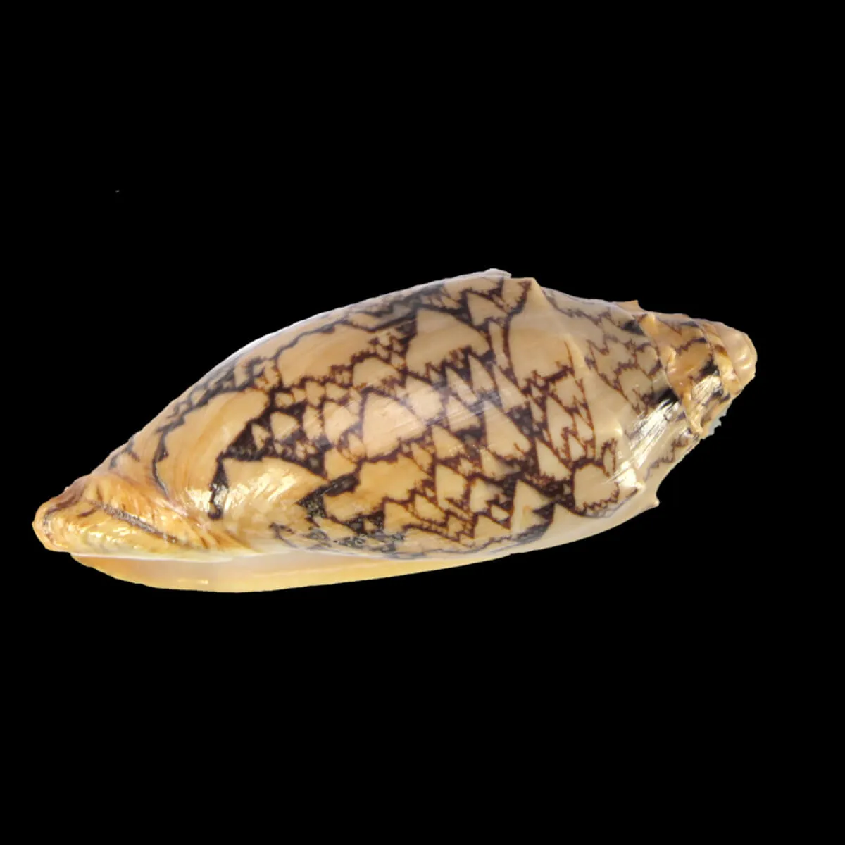 Cymbiola Vespertilio