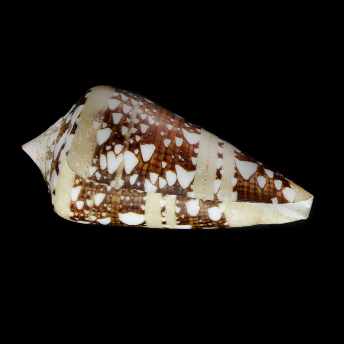 Cylinder Ammiralis F. Princeps