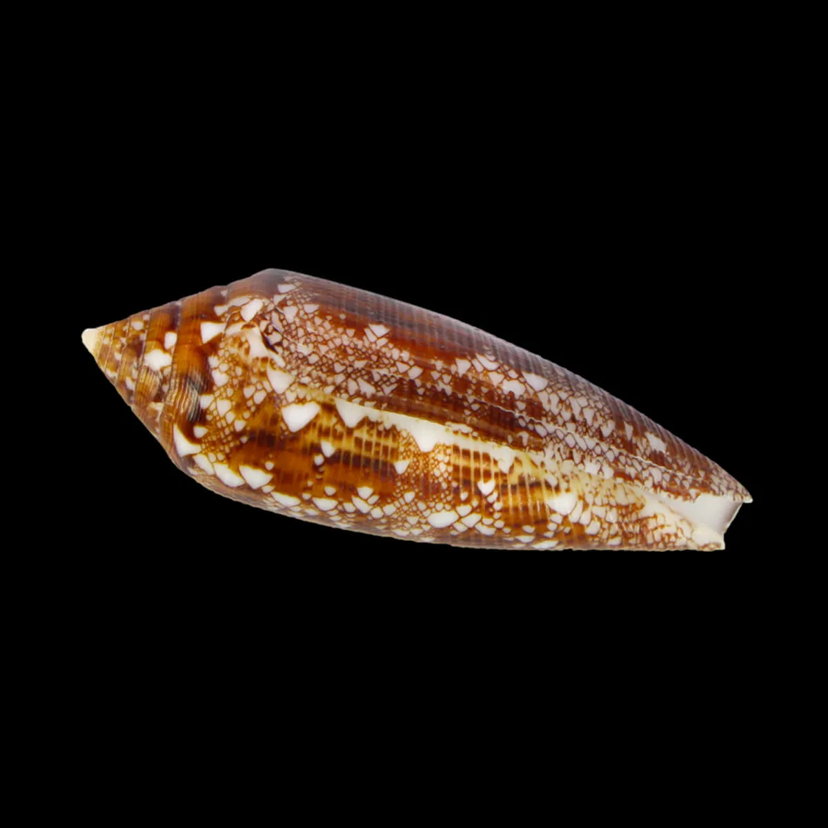 Cylinder Aureus
