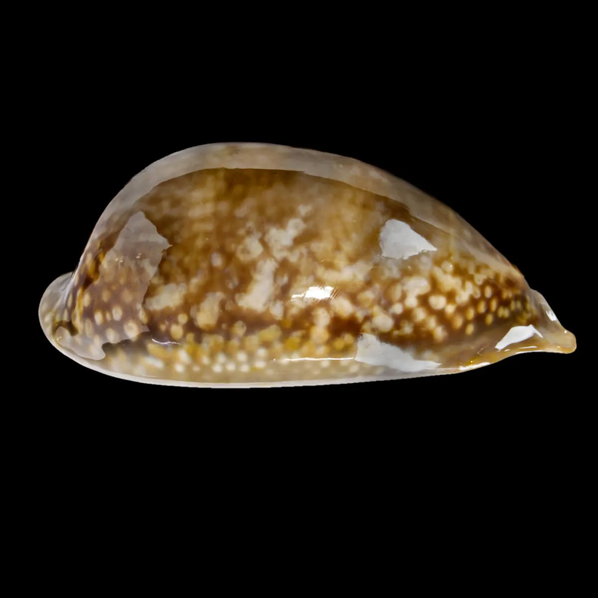 Macrocypraea Zebra 