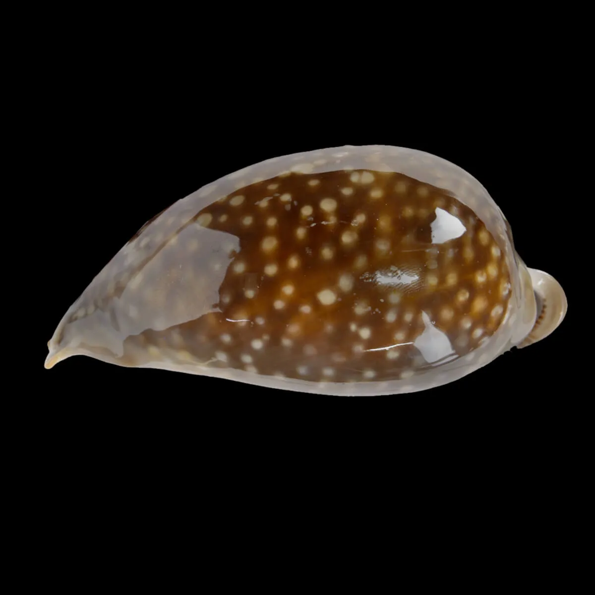 Macrocypraea Zebra 