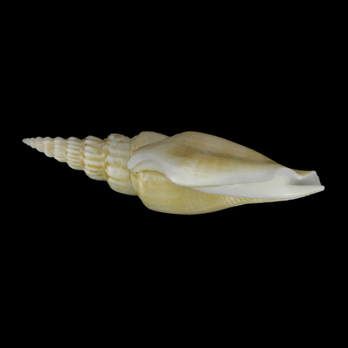 Doxander Entropi