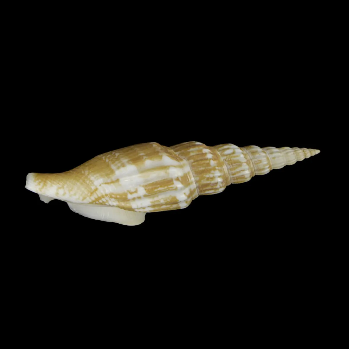 Doxander Vittatus Turritus