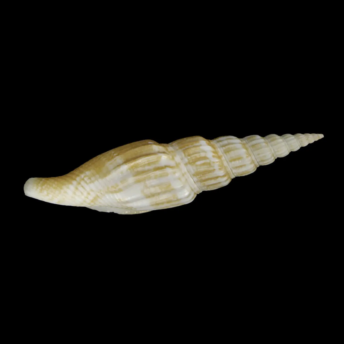 Doxander Vittatus Turritus