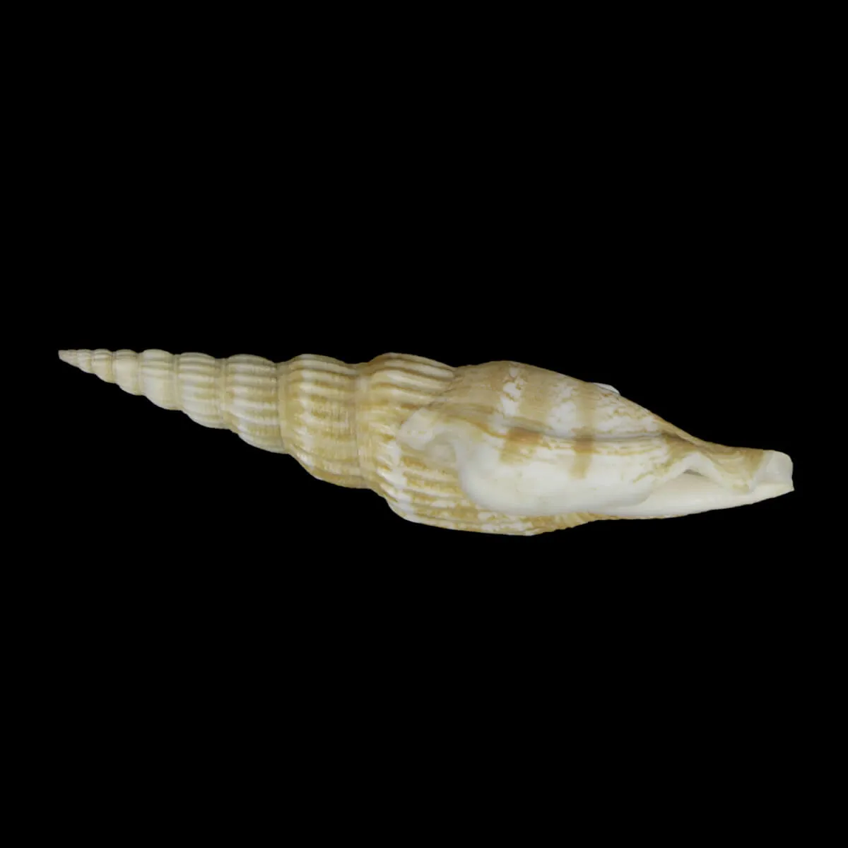 Doxander Vittatus Turritus