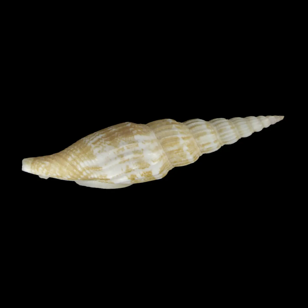 Doxander Vittatus Turritus