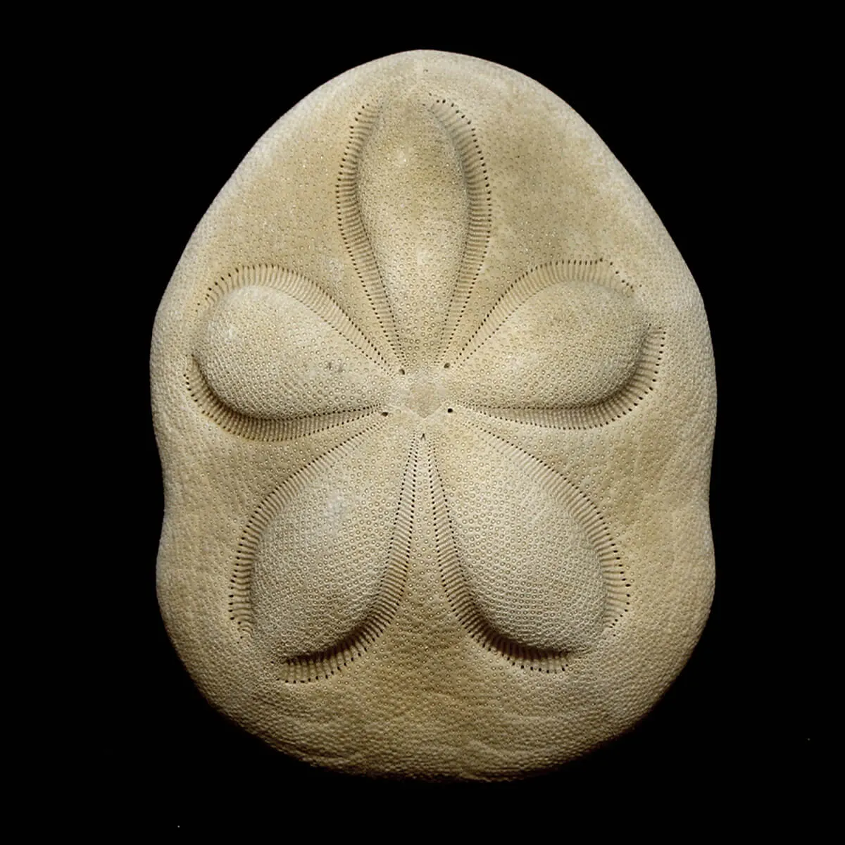 Echinodea Sea Biscuit