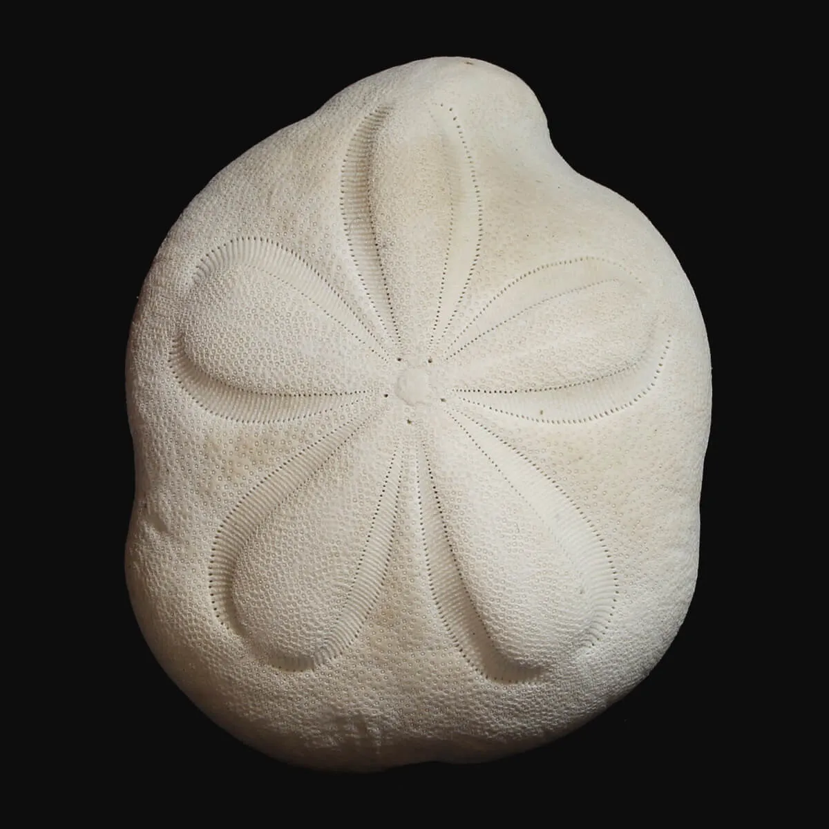 Echinodea Sea Biscuit