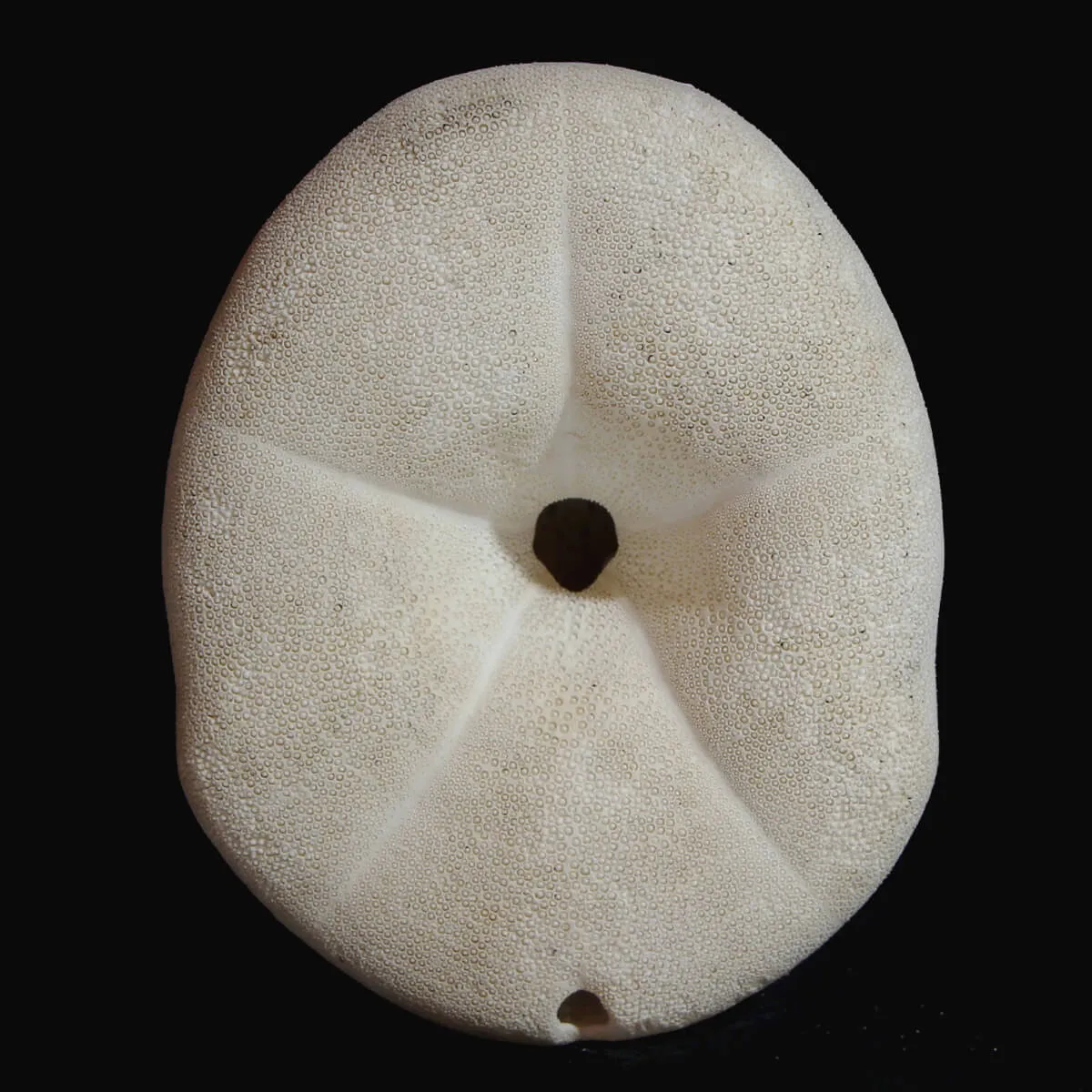 Echinodea Sea Biscuit