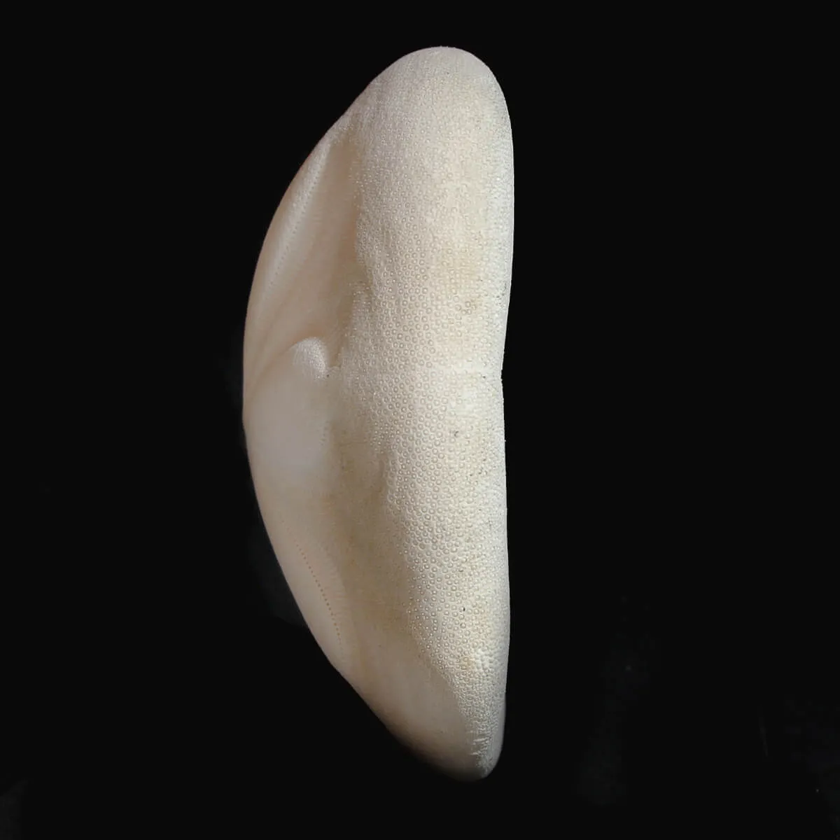 Echinodea Sea Biscuit