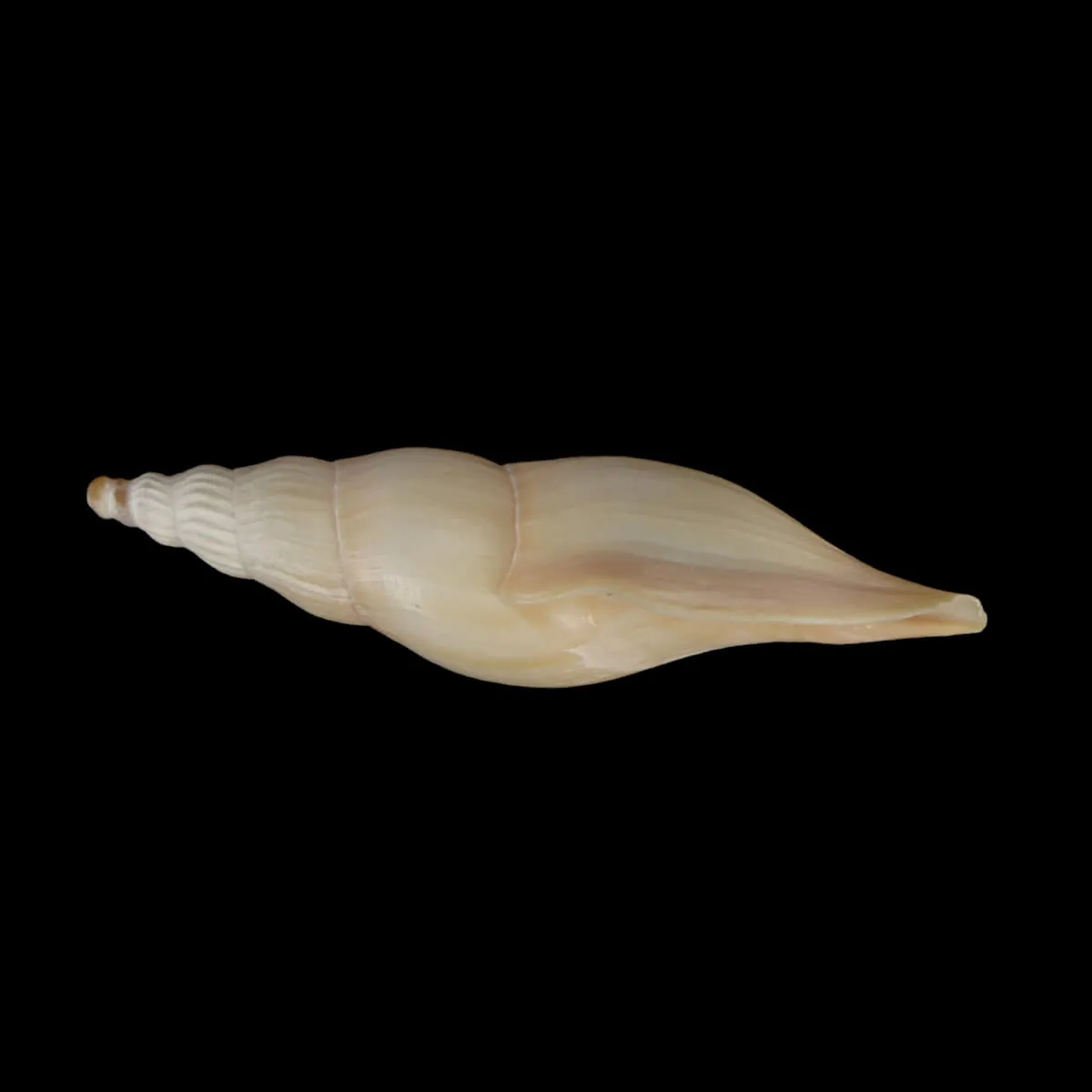 Fusivoluta Barnardi