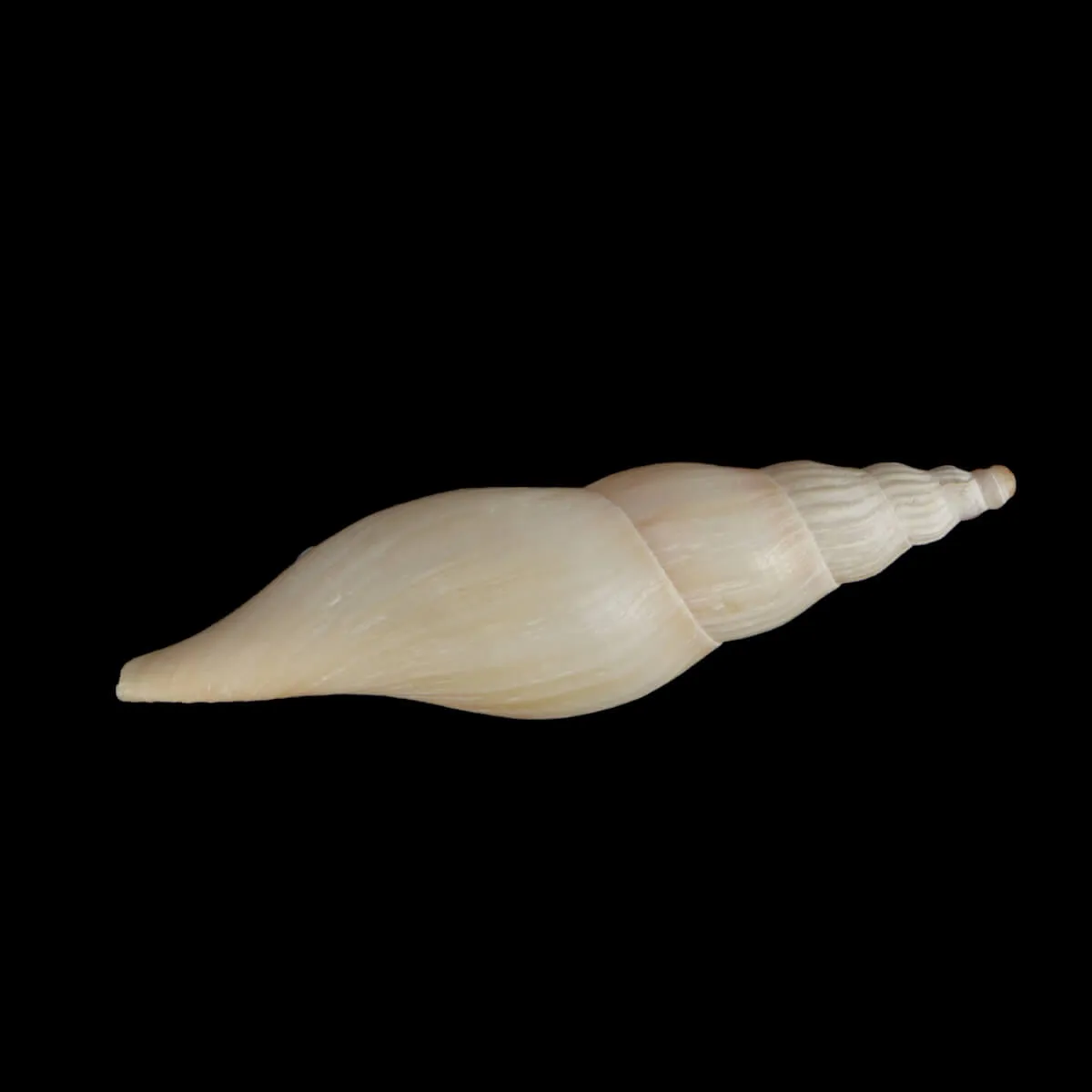 Fusivoluta Barnardi