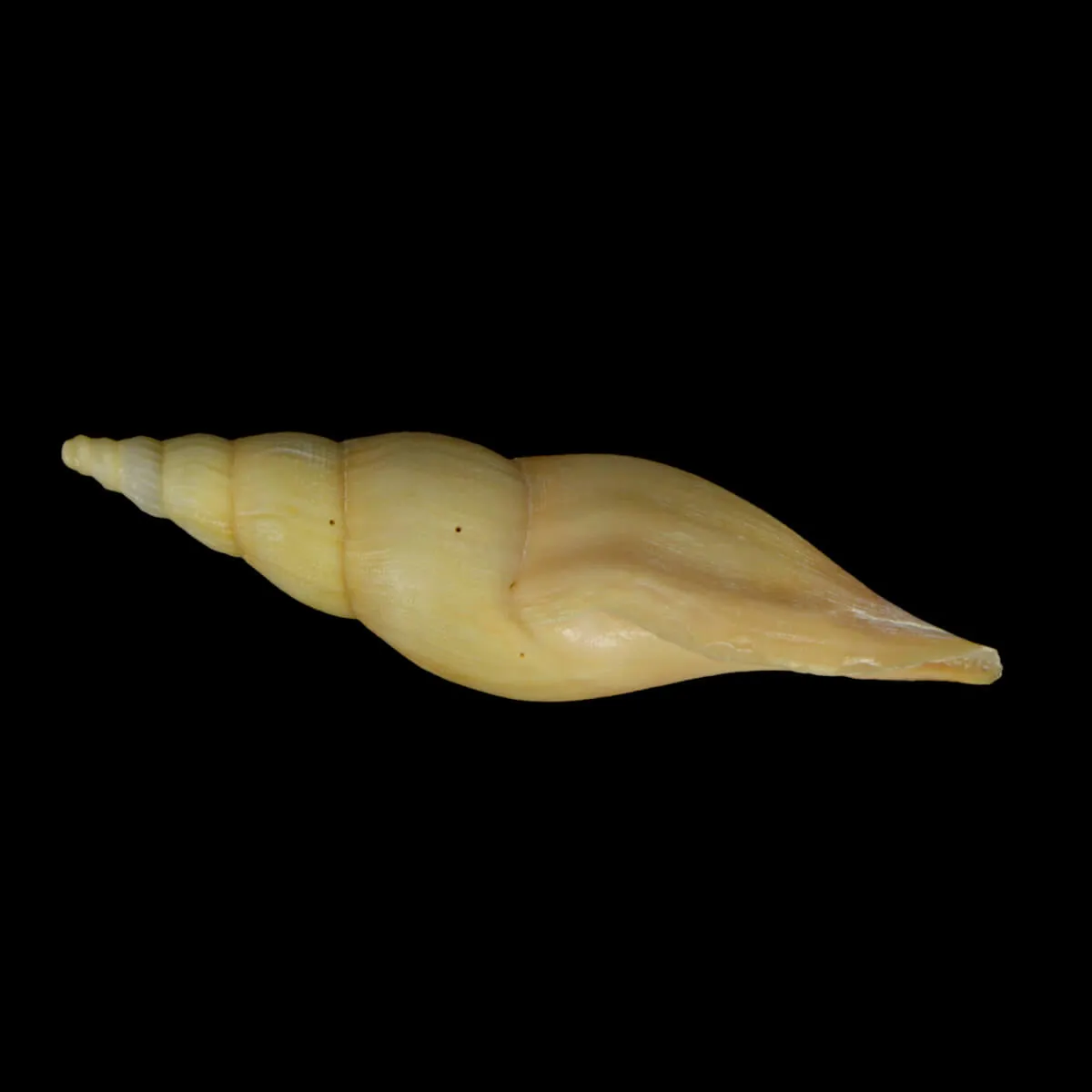 Fusivoluta Barnardi