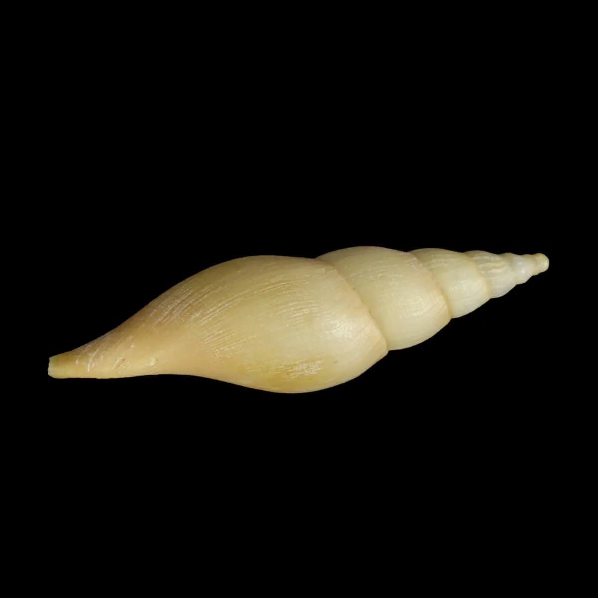 Fusivoluta Barnardi