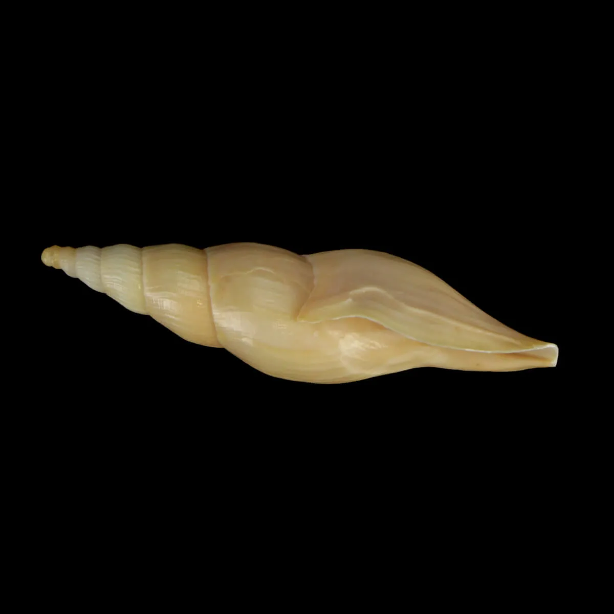 Fusivoluta Barnardi