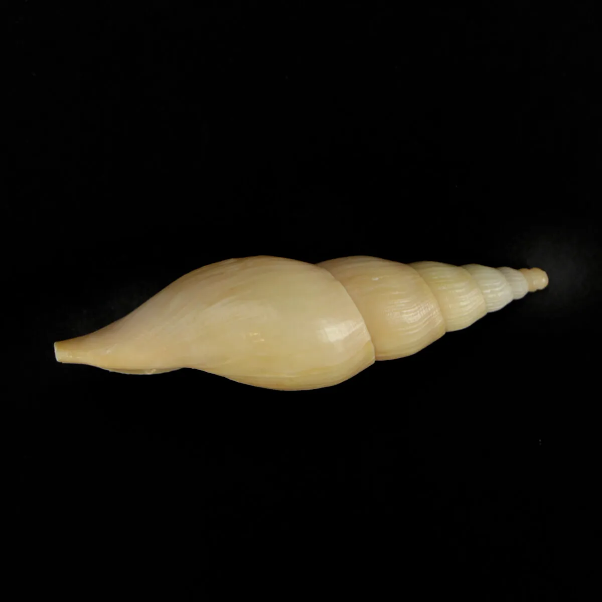 Fusivoluta Barnardi