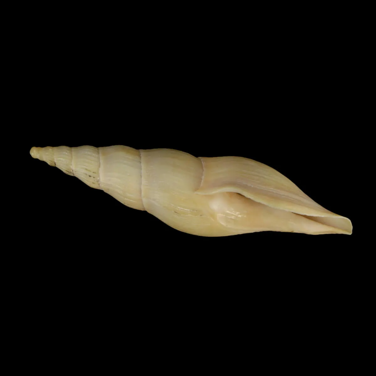 Fusivoluta Barnardi