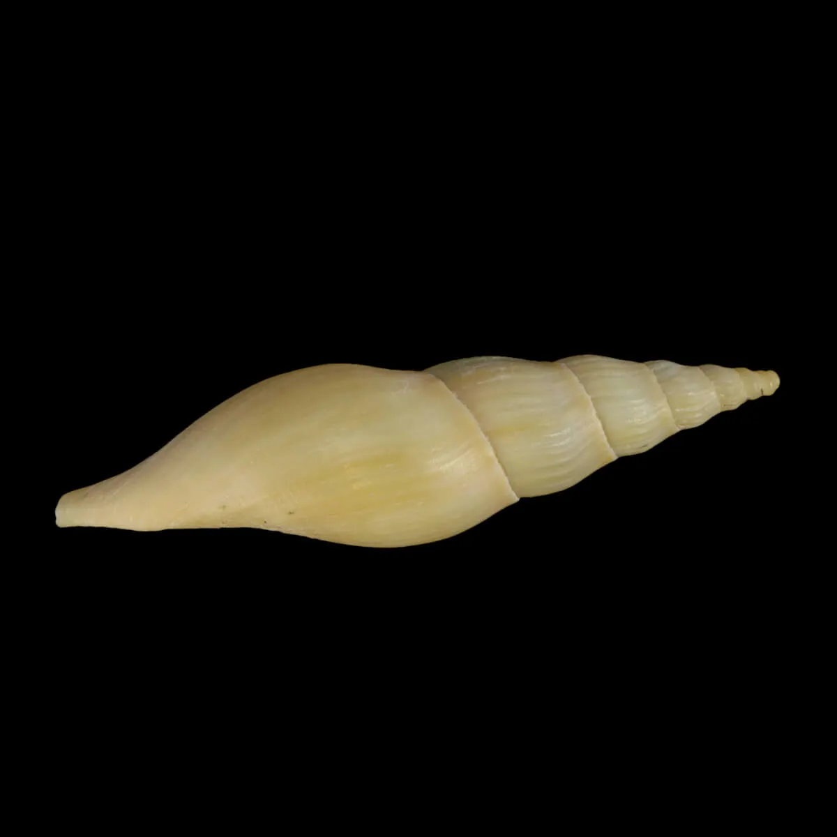 Fusivoluta Barnardi