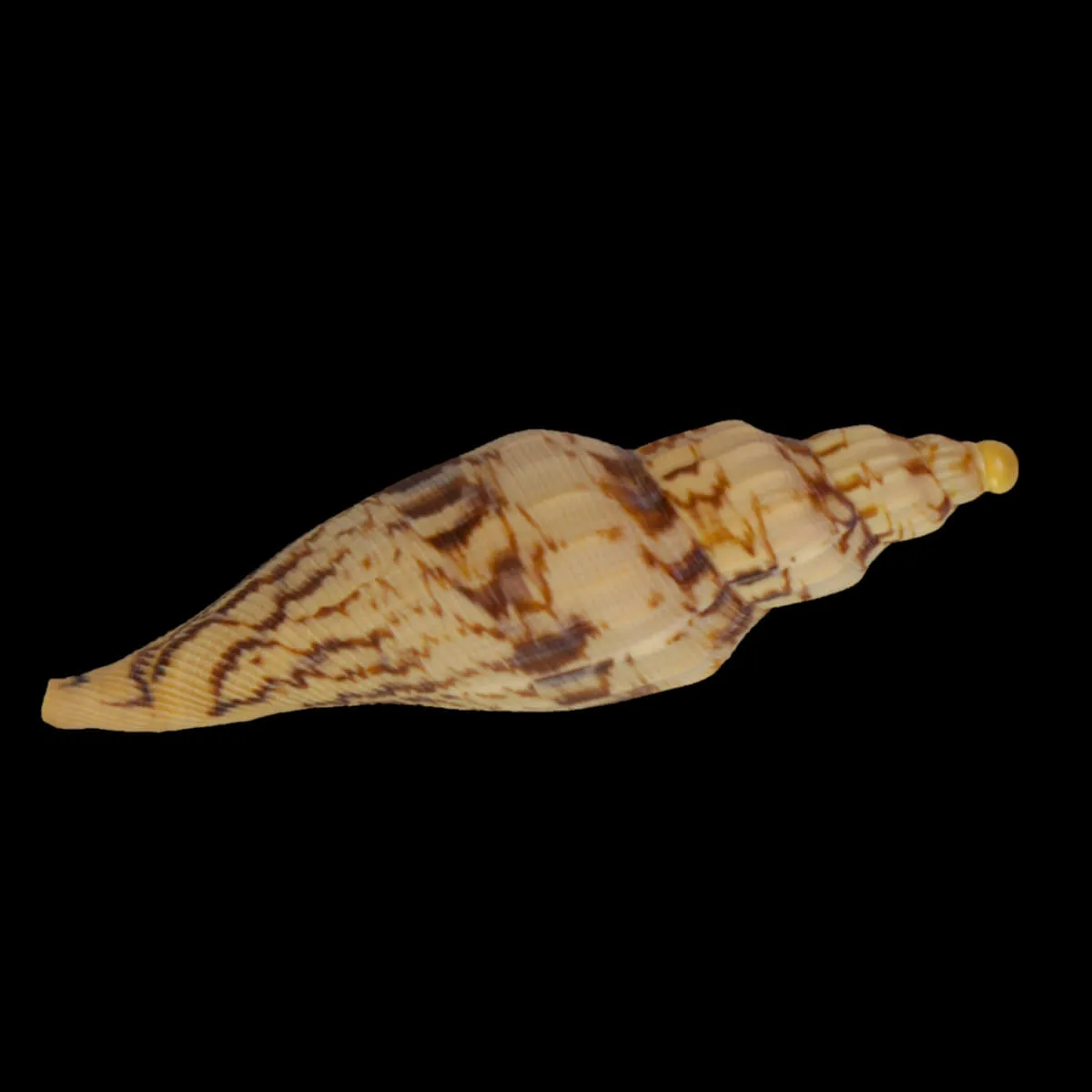 Fulgoraria Hamillei