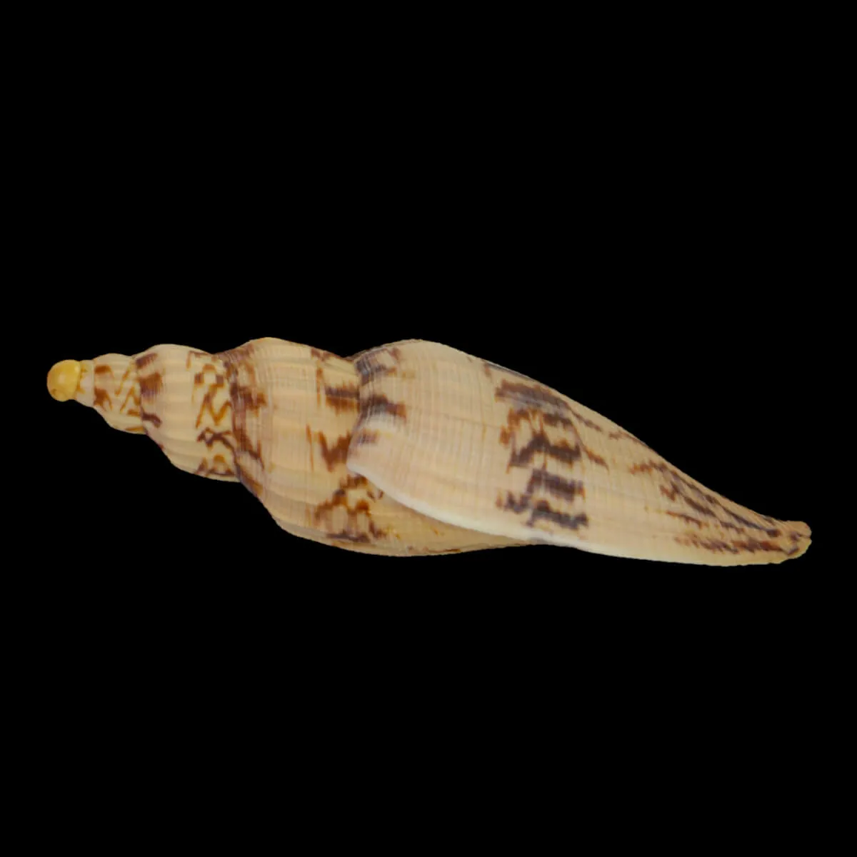 Fulgoraria Hamillei