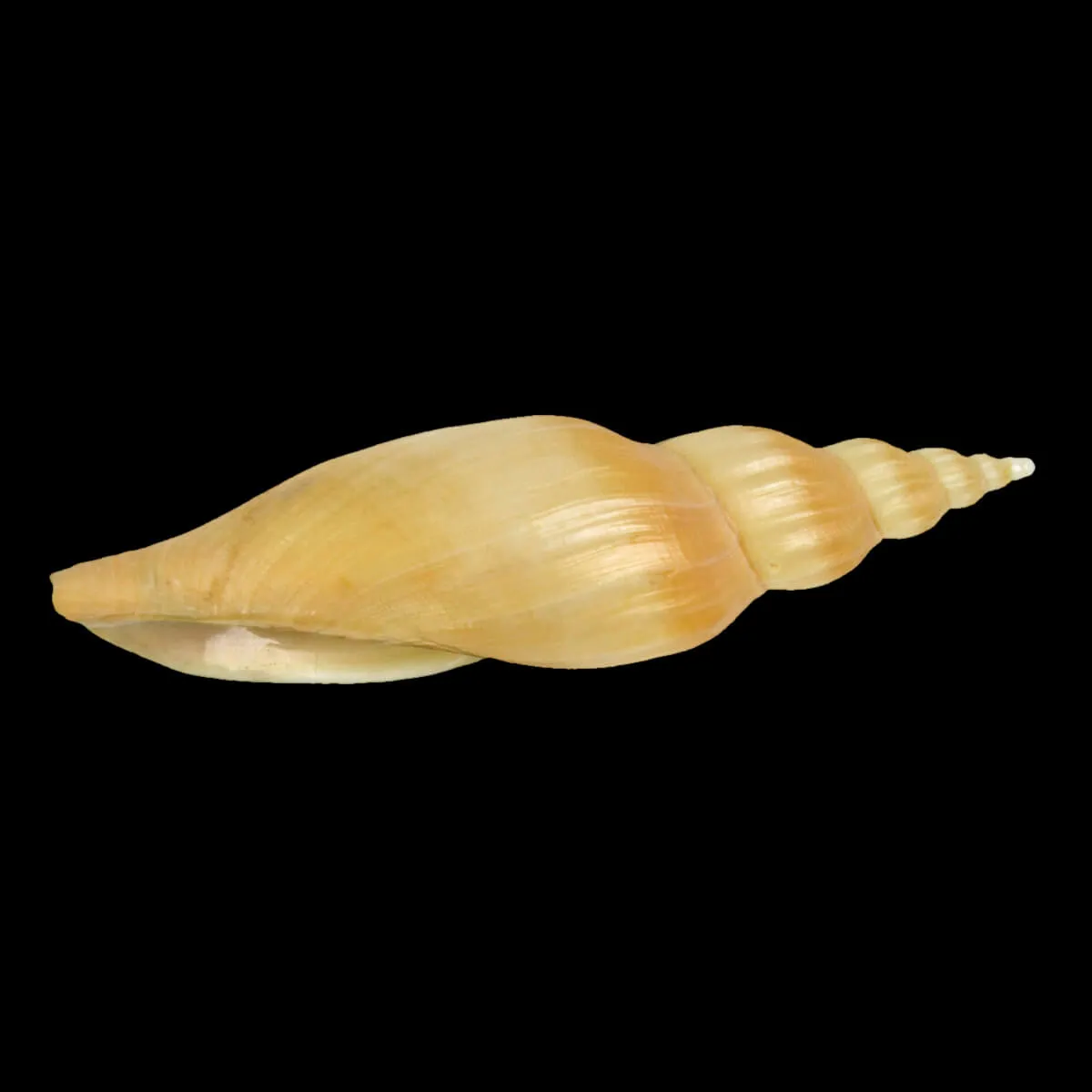 Fulgoraria Kaneko