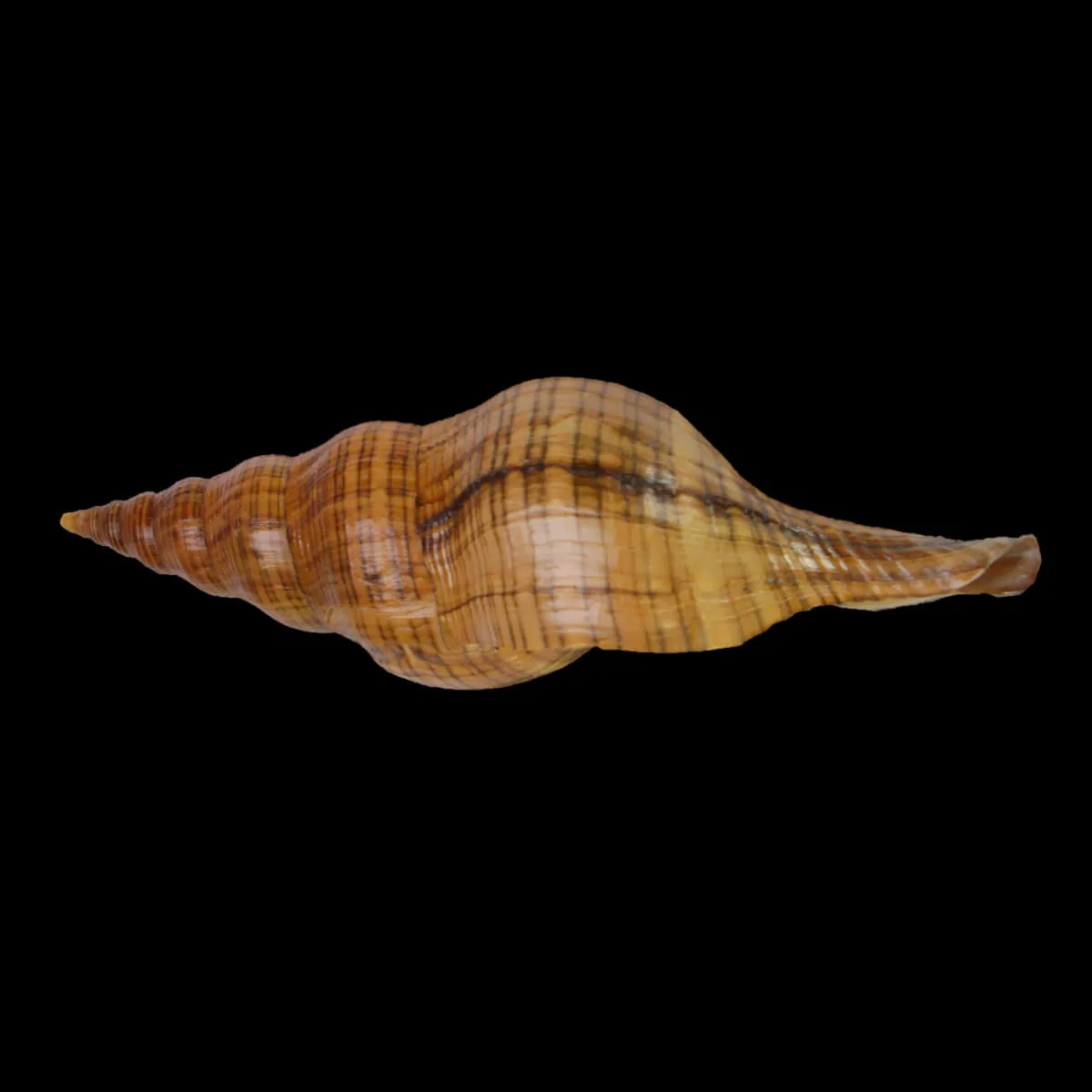 Filifusus Manuelae