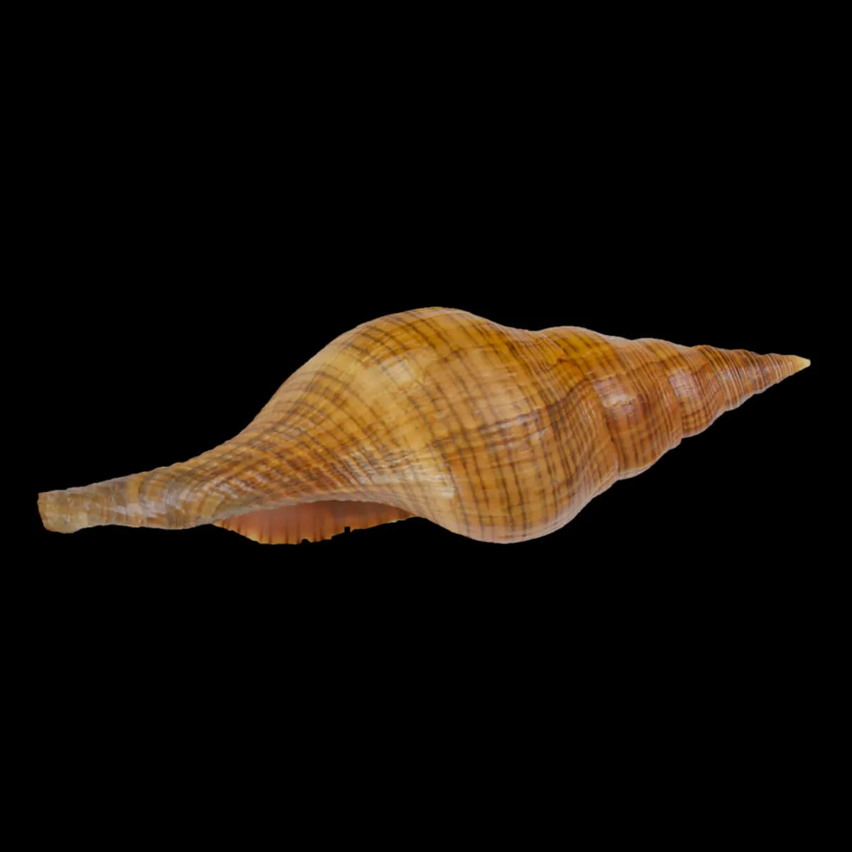 Filifusus Manuelae