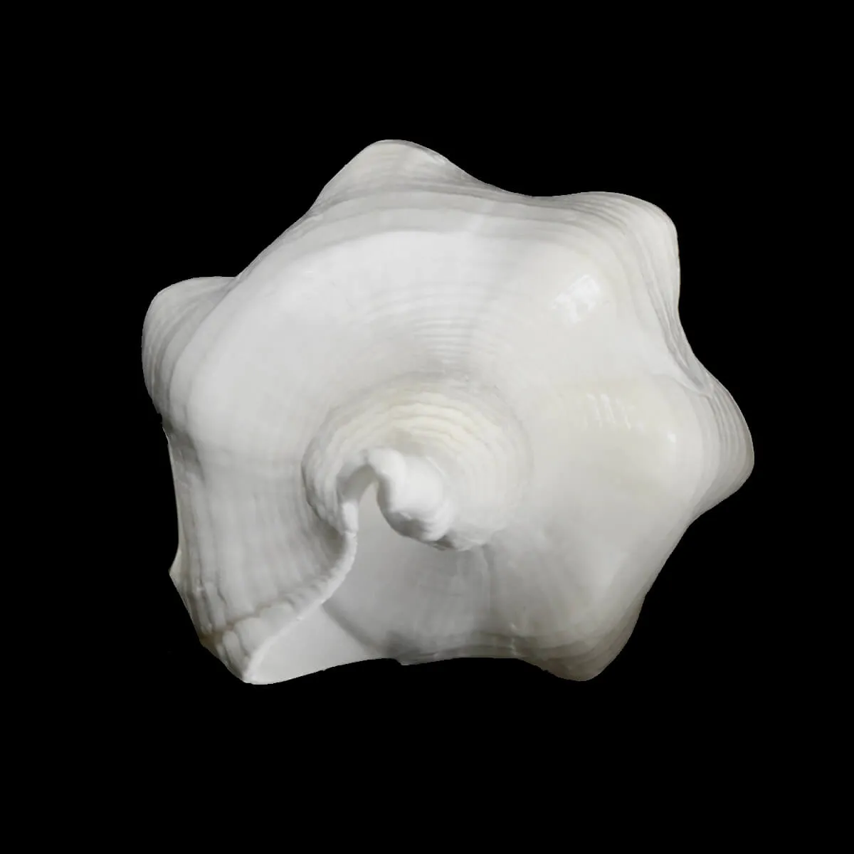 Cyrtulus Undatus