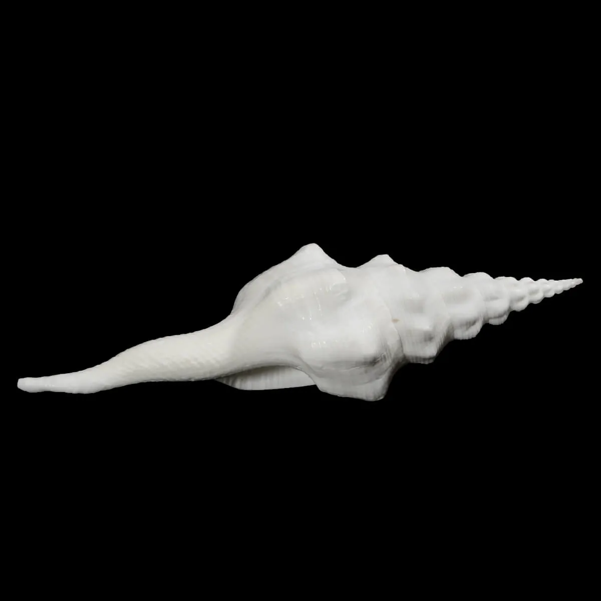 Cyrtulus Undatus
