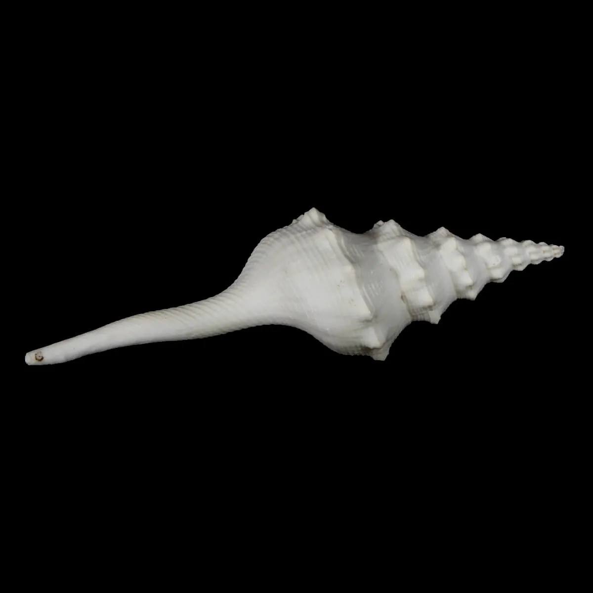 Cyrtulus Undatus