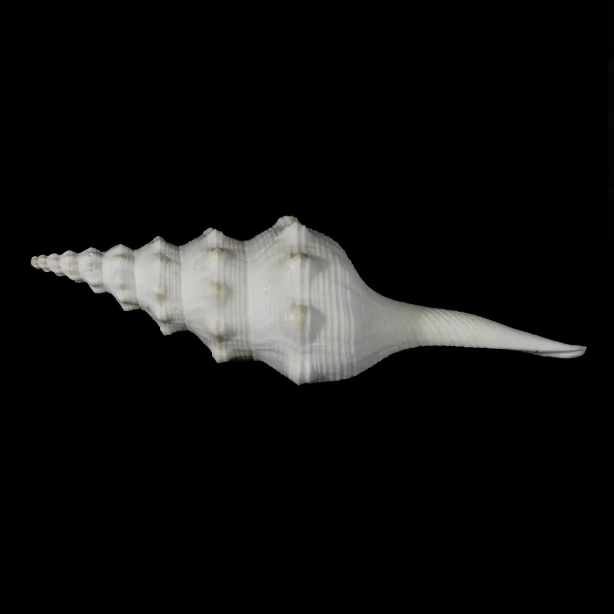 Cyrtulus Undatus