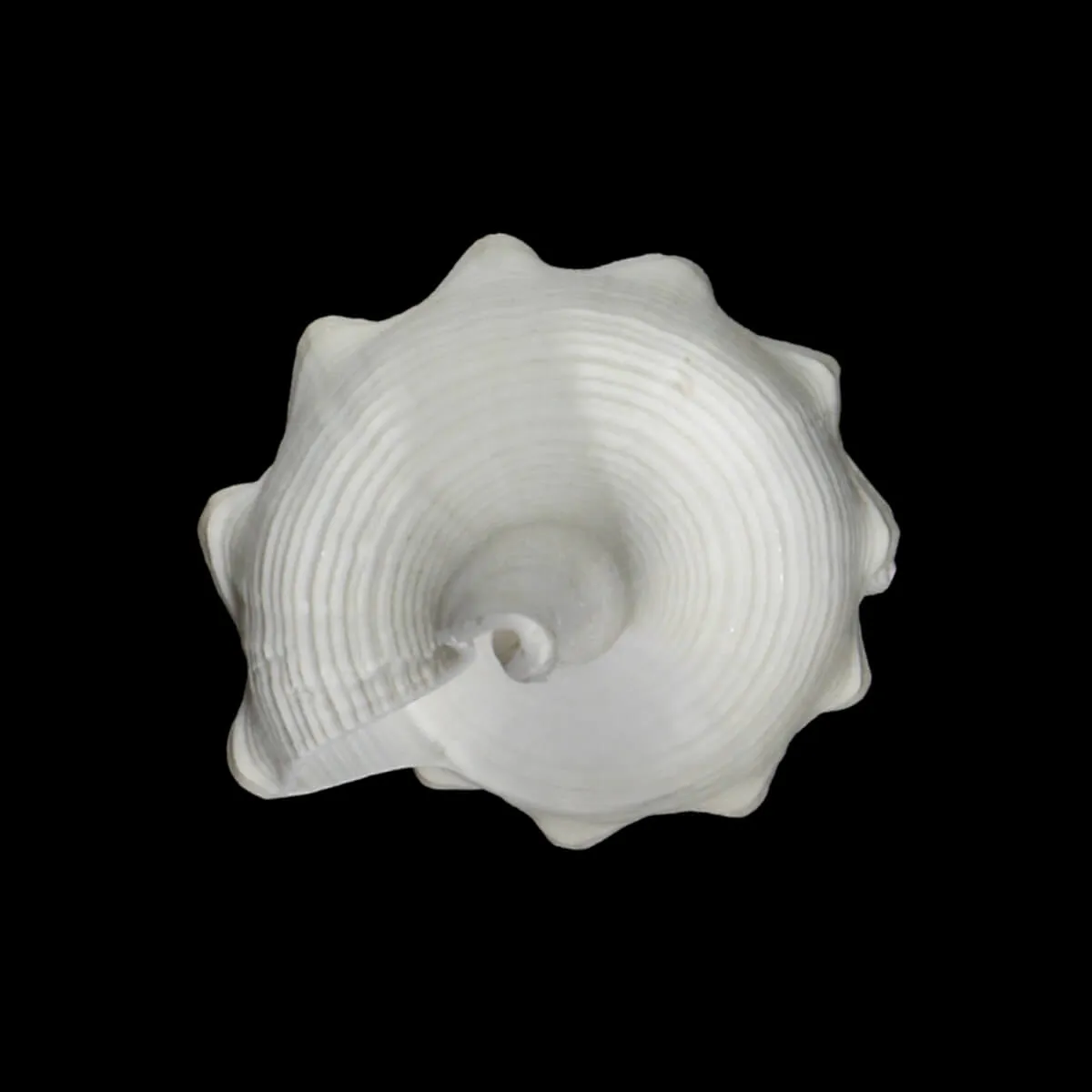 Cyrtulus Undatus