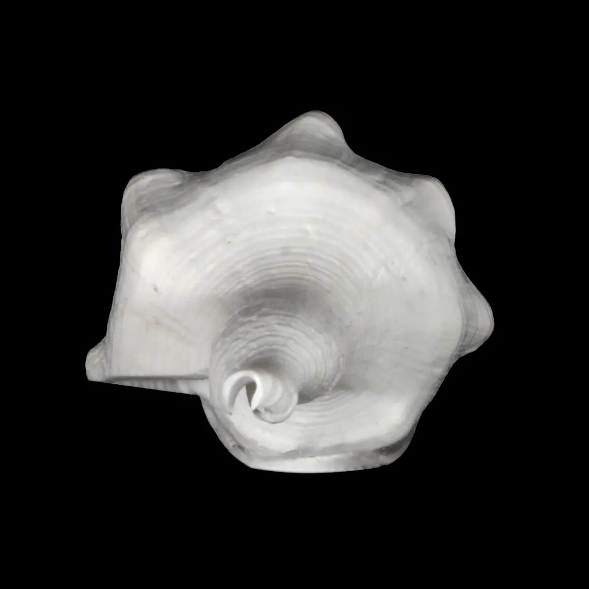 Cyrtulus Undatus