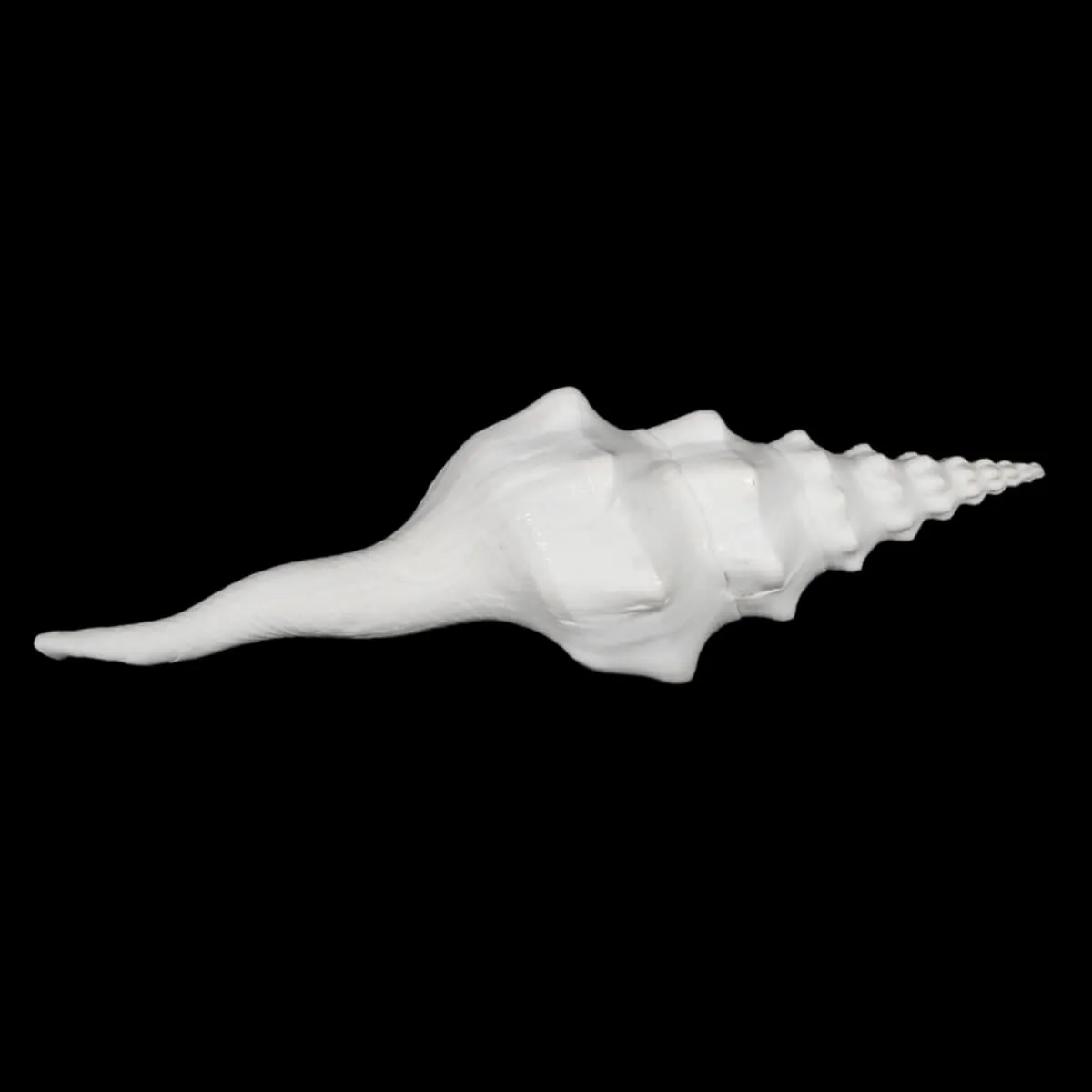 Cyrtulus Undatus