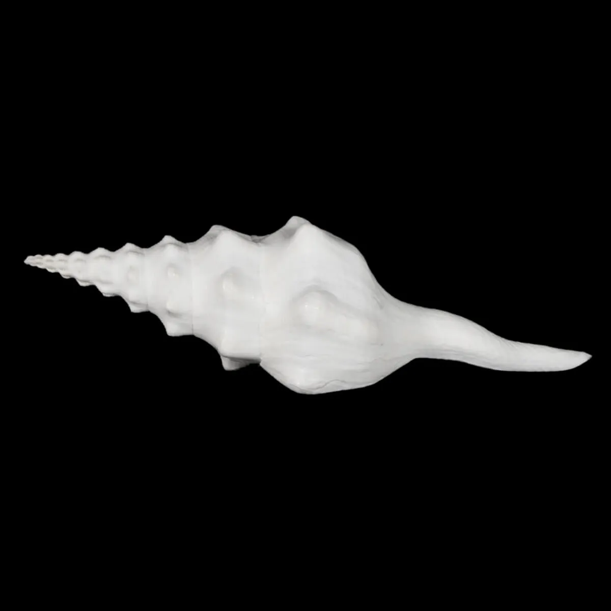 Cyrtulus Undatus