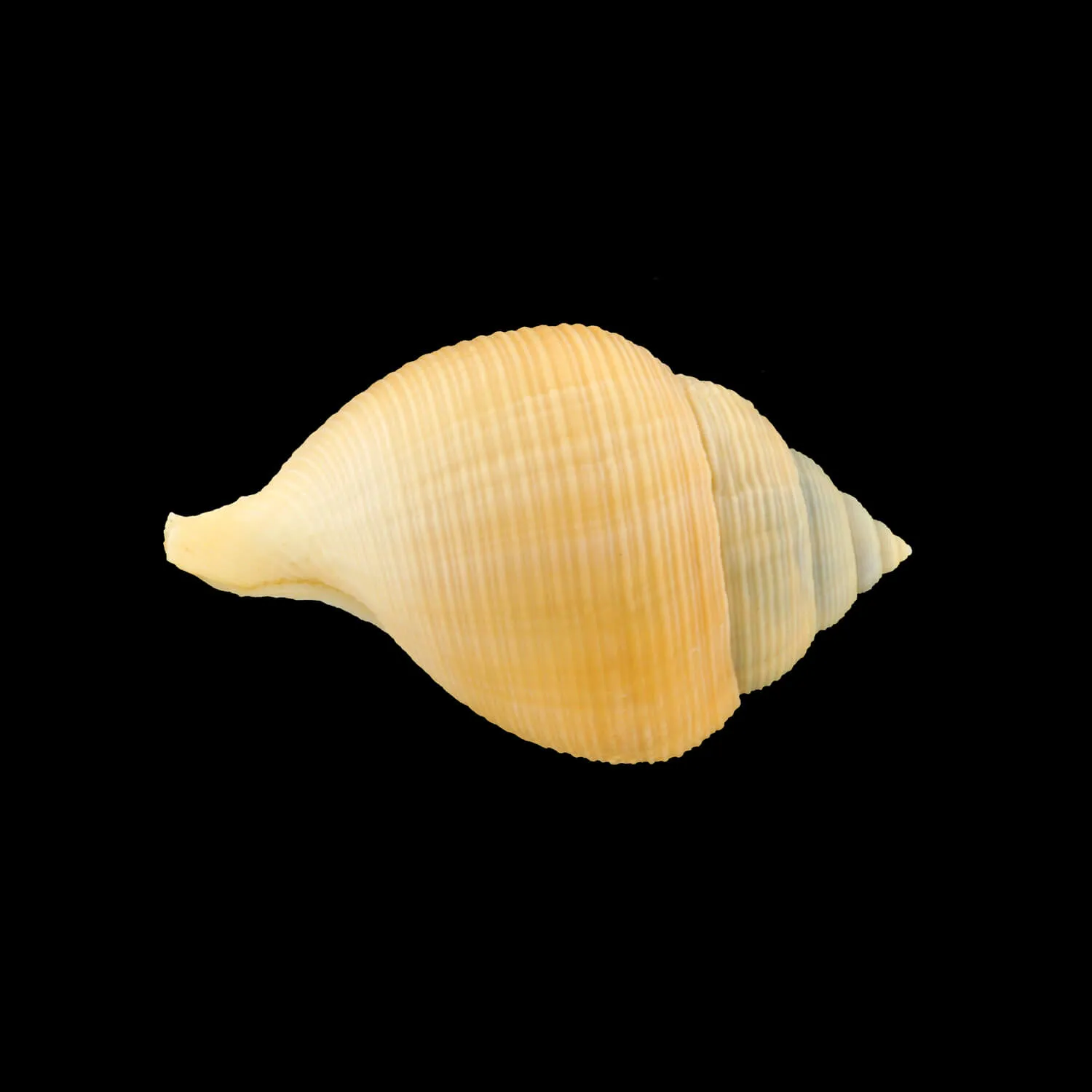 Galeoda Keyteri