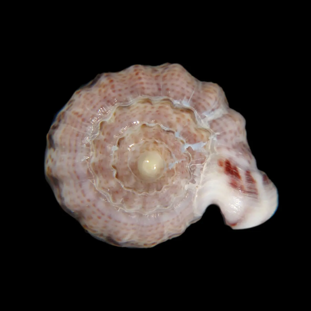 Glabella Mirabilis