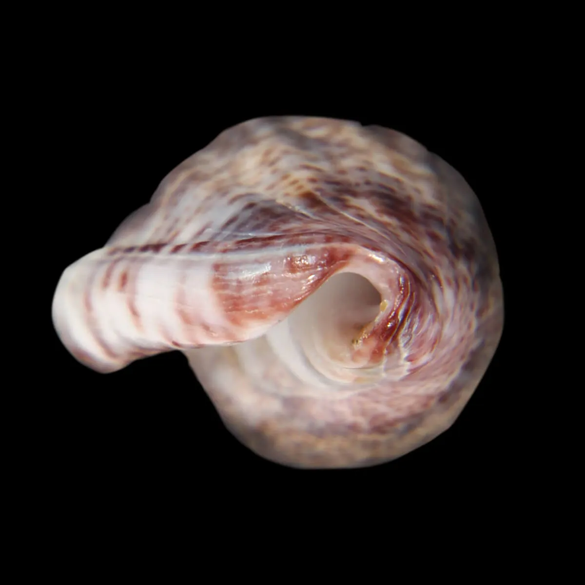 Glabella Mirabilis